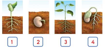 3.Sınıf 32.HAFTA KAZANIM TEKRAR Testi-1
